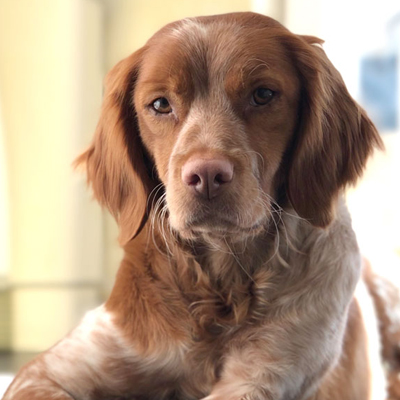 vetcare-team-member